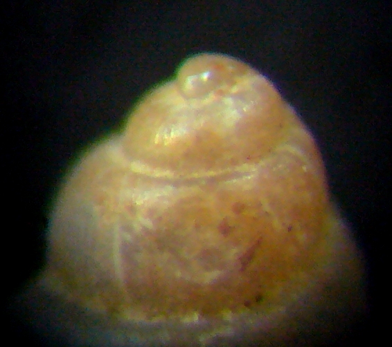 Liostomia mamoi